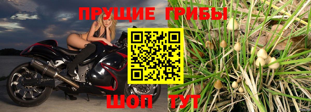 Псилоцибиновые грибы Psilocybine cubensis  Новоалександровск  даркнет сайт  Галлюциногенные грибы ЛСД 